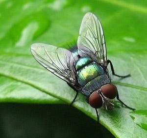 Fly Killers, Insect control